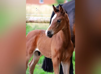 Westfalisk häst, Hingst, Föl (01/2024), Brun