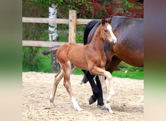 Westfalisk häst, Hingst, Föl (01/2024), Brun