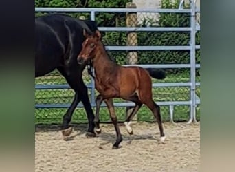 Westfalisk häst, Hingst, Föl (06/2024), Brun