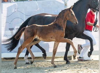 Westfalisk häst, Hingst, Föl (05/2024), Brun