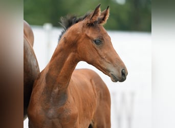 Westfalisk häst, Hingst, Föl (06/2024), Brun