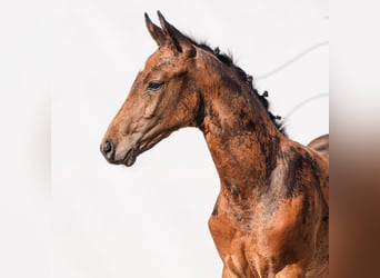 Westfalisk häst, Hingst, Föl (05/2024), Brun