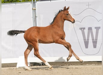 Westfalisk häst, Hingst, Föl (02/2024), Brun
