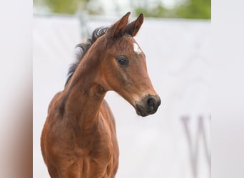 Westfalisk häst, Hingst, Föl (03/2024), Brun