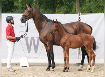 Westfalisk häst, Hingst, Föl (06/2024), Brun