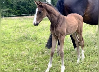 Westfalisk häst, Hingst, Föl (05/2024), Brun