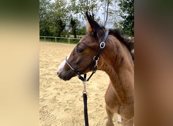 Westfalisk häst, Hingst, Föl (05/2024), Brun