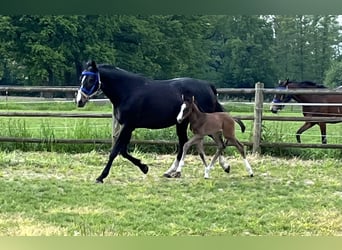 Westfalisk häst, Hingst, Föl (05/2024), Brun