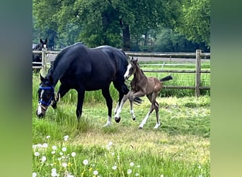 Westfalisk häst, Hingst, Föl (05/2024), Brun