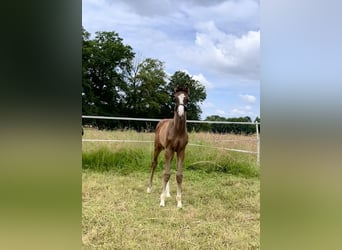 Westfalisk häst, Hingst, Föl (05/2024), Brun