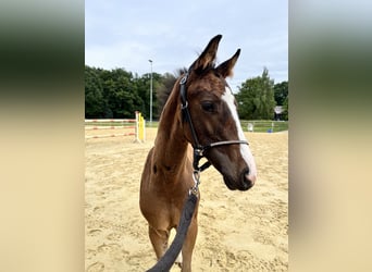 Westfalisk häst, Hingst, Föl (05/2024), Brun