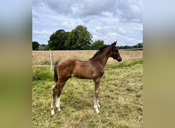 Westfalisk häst, Hingst, Föl (05/2024), Brun