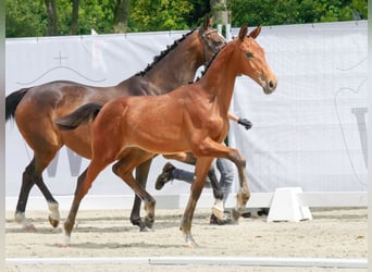 Westfalisk häst, Hingst, Föl (03/2023), Brun