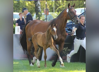 Westfalisk häst, Hingst, Föl (05/2023), Brun