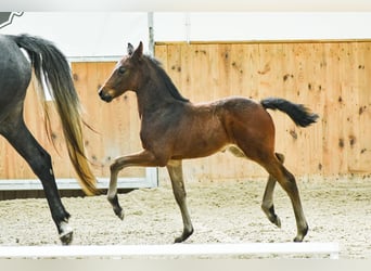 Westfalisk häst, Hingst, Föl (02/2024), Brun