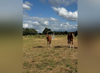 Westfalisk häst, Hingst, Föl (04/2024), Brun