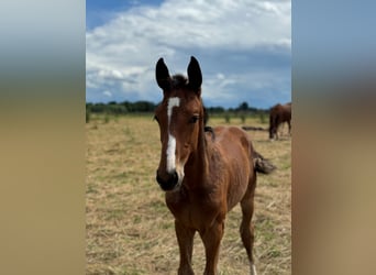 Westfalisk häst, Hingst, Föl (04/2024), Brun