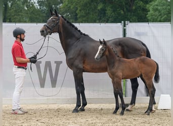 Westfalisk häst, Hingst, Föl (06/2024), Brun