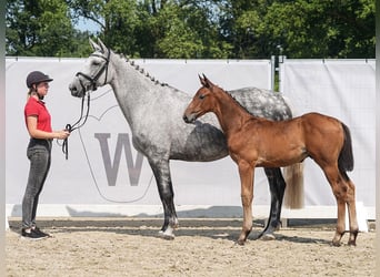 Westfalisk häst, Hingst, Föl (05/2024), Brun