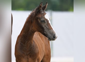 Westfalisk häst, Hingst, Föl (06/2024), Brun