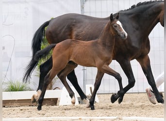 Westfalisk häst, Hingst, Föl (06/2024), Brun