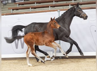 Westfalisk häst, Hingst, Föl (01/2024), Brun