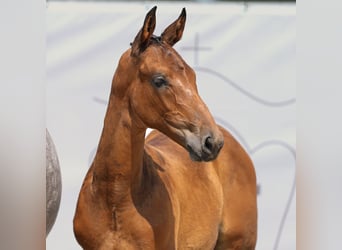 Westfalisk häst, Hingst, Föl (05/2024), Brun