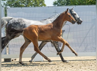 Westfalisk häst, Hingst, Föl (05/2024), Brun