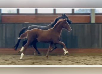 Westfalisk häst, Hingst, Föl (05/2024), Fux