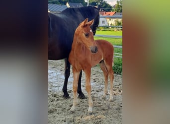 Westfalisk häst, Hingst, Föl (06/2024), fux