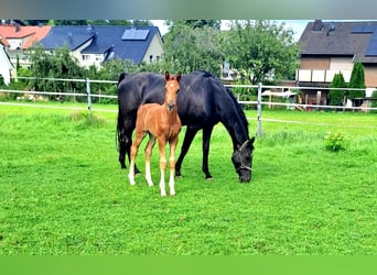 Westfalisk häst, Hingst, Föl (06/2024), fux