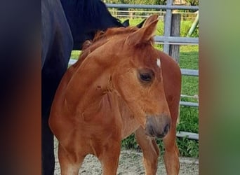 Westfalisk häst, Hingst, Föl (06/2024), fux