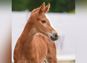 Westfalisk häst, Hingst, Föl (05/2024), fux