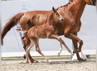 Westfalisk häst, Hingst, Föl (05/2024), fux