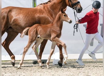 Westfalisk häst, Hingst, Föl (05/2024), fux