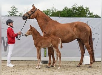 Westfalisk häst, Hingst, Föl (05/2024), fux