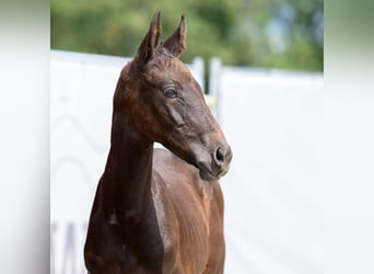 Westfalisk häst, Hingst, Föl (06/2023), Grå