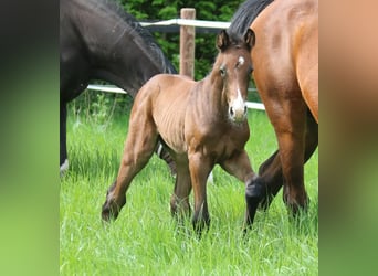 Westfalisk häst, Hingst, Föl (04/2024), Grå