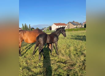 Westfalisk häst, Hingst, Föl (04/2024), Grå-mörk-brun