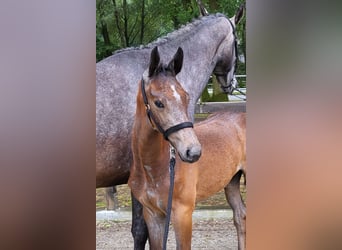 Westfalisk häst, Hingst, Föl (04/2024), Grå