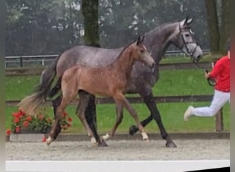 Westfalisk häst, Hingst, Föl (04/2024), Grå