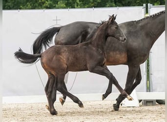 Westfalisk häst, Hingst, Föl (03/2024), Grå