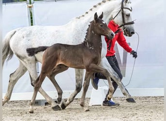 Westfalisk häst, Hingst, Föl (05/2024), Grå