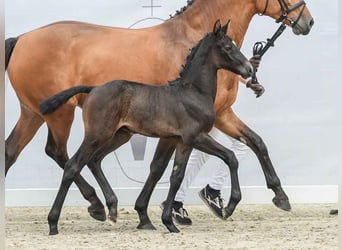 Westfalisk häst, Hingst, Föl (05/2024), Grå