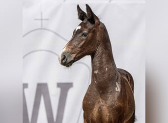 Westfalisk häst, Hingst, Föl (05/2024), Grå