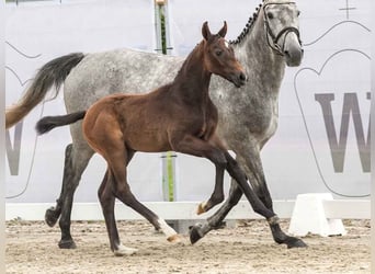 Westfalisk häst, Hingst, Föl (04/2024), Grå