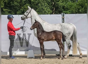 Westfalisk häst, Hingst, Föl (05/2024), Grå