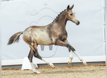 Westfalisk häst, Hingst, Föl (03/2024), Gulbrun