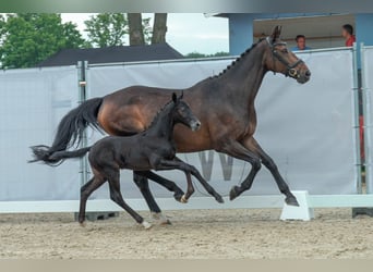Westfalisk häst, Hingst, Föl (05/2023), Kan vara vit