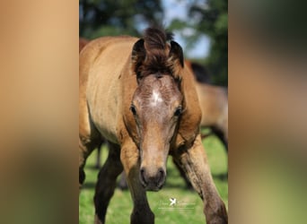 Westfalisk häst, Hingst, Föl (04/2024), Kan vara vit